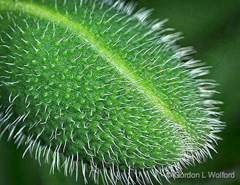 Poppy Bud Closeup_P1130164-6.jpg - Photographed at Smiths Falls, Ontario, Canada.